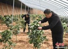 （乡村行·看振兴）山西高平：特色农业结硕果 产业兴旺绘新景